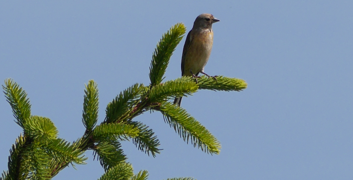 Vanmiddag deze voor mij onbekende vogel op de plaat gezet